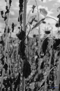 2014_10_07_vie_et_mort_d'un_tournesol, 2024-09-16_fomapan100_NIKON_F801_21_1_wordpress