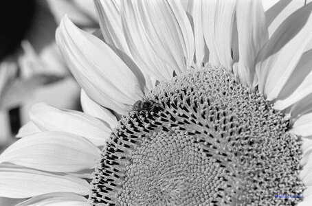 2014_10_07_vie_et_mort_d'un_tournesol, 2024-09-11_fomapan100_minolta_srt101_12_1_wordpress