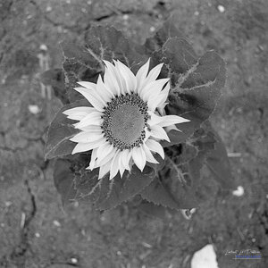 2014_10_07_vie_et_mort_d'un_tournesol, 2024-09-11_fomapan100_zeiss_icarex26_1_wordpress